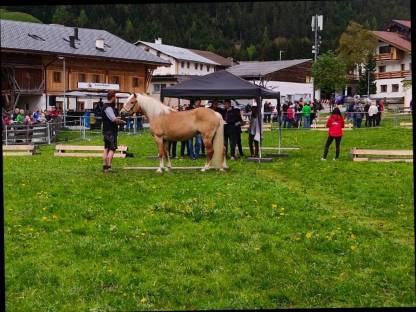 Haflinger Stute Schysella