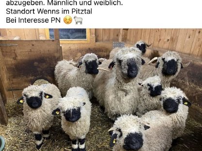 Verkaufen mehrere Walliser Schwarznasenlämmer vom Herbst