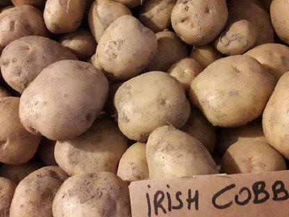 Bild 4:Speisekartoffel Bio