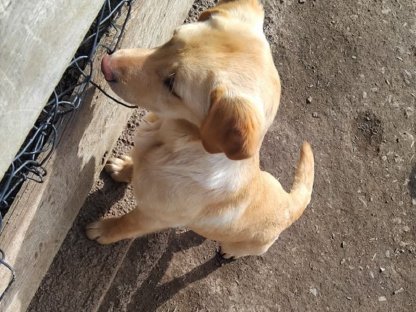 Labrador-Welpen zu verkaufen