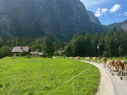 Verkaufe weibliche Zuchtkälber 3 - 6 Monate