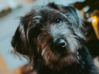 Bild 3:Labradoodle F1 vom Biobauernhof