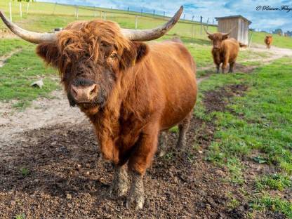 Verkaufe oder Tausche Hochlandrindstier