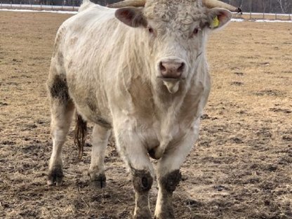 Verkaufe reinrassigen Charolais-Stier