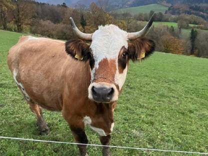 Fleckvieh/Limousin Kuh BIO