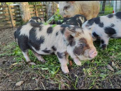 Kunekune Ferkel - Herdenbuch Zucht