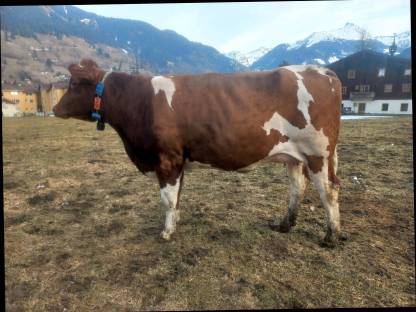 FLx MO Erstlingskuh mit 23 l Tagesgemelk zu verkaufen