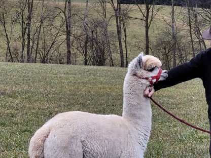 Bild 2:Alpaka Junghengst