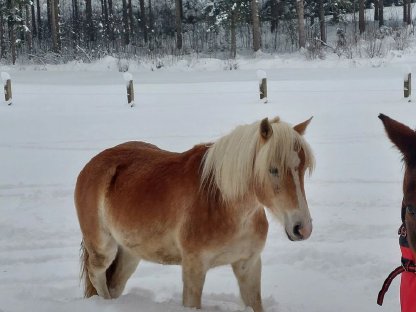 Haflinger Wallach