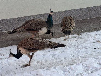 Pfau Jungpfau blau