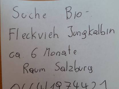 Suche Bio-Fleckvieh Jungkalbin