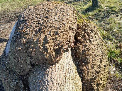 Bild 2:Künstler Baumstamm