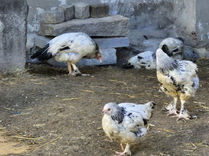 Verkaufe Sundheimer Junghennen und Junghähne