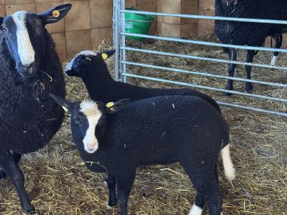 Bild 4:Zwartbles Lämmer aus Bio-Herdebuchzucht