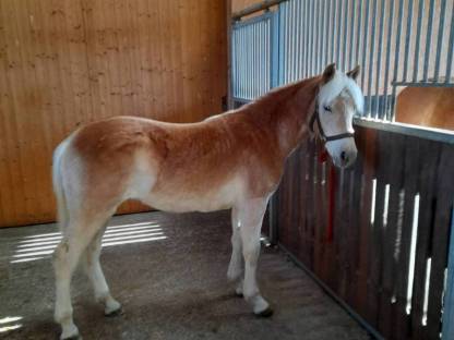 Haflinger Jährling zu verkaufen