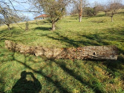 Bild 6:Nussbaumstamm, Nussholz