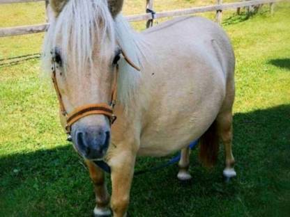 Bild 3:2 Original Mini Shetland Ponies
