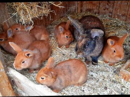 Rote Neuseeländer-Japaner Mix Kaninchen