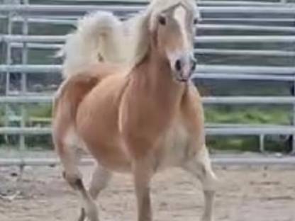 Brave Tiroler Haflinger Prädikatstute geritten, gefahren