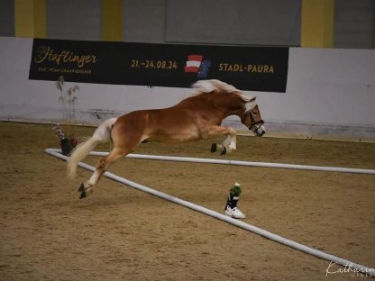 Bild 3:Vierjähriger Haflingerwallach