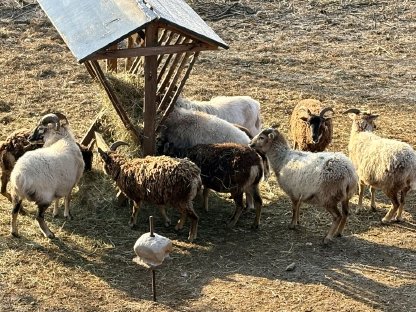 Soay- und Soay-Mix-Schafe