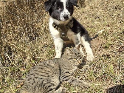 Verkaufe reinrassige Border Collie Welpen