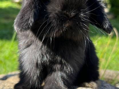 Baby-Hasen Mini Lop