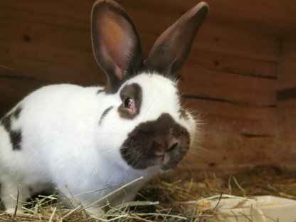 Kaninchen, Kleinscheck Rammler Havanna weiß