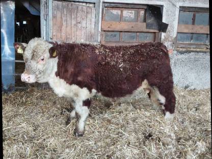 BIO- Hereford Jungstier