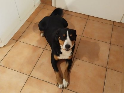 Appenzeller Entlebucher