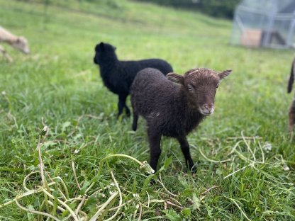 Quessant Lämmer und Auen, bretonische Zwergschafe