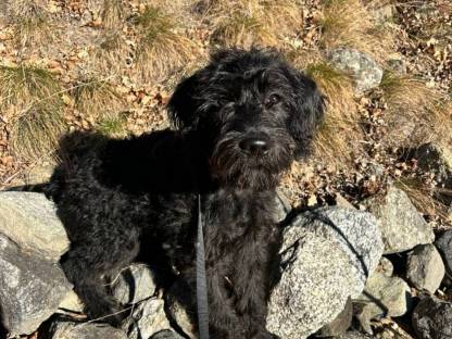 Bild 2:Labradoodle F1 vom Biobauernhof