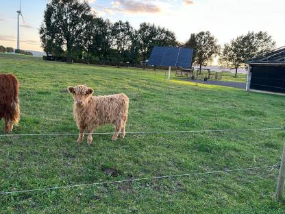 Hochlandrind, Jungbulle, Highland Cattle