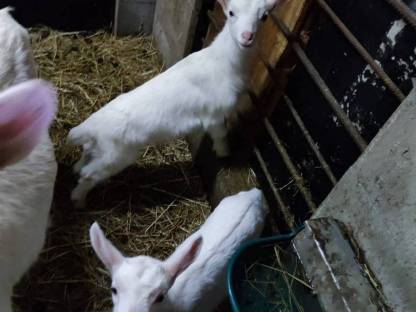 Verkaufe Ziegenkitzbock und Ziegenkitze