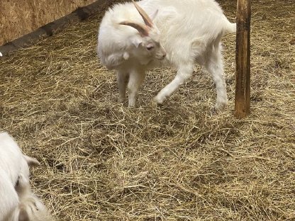 6 Monate alter Saanen Ziegenbock