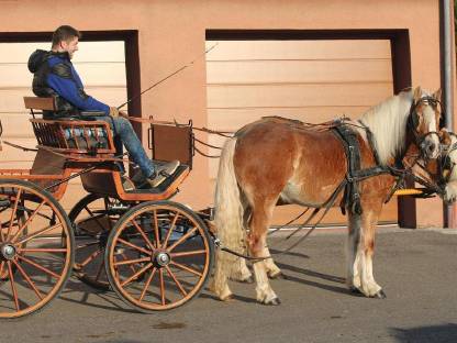 Haflingerstute, top Fahrpferd, Freizeitpferd, Zuchtstute