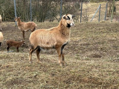 Kamerunschaf weiblich