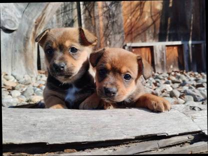 Welsh Corgi Pembroke mal Zwergpinscher=Corpin Welpen