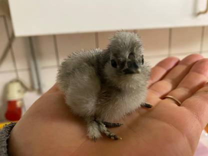 Silkie/Seidenhuhn Bruteier