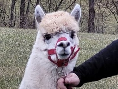 Bild 3:Alpaka Junghengst