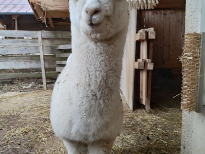 Bild 2:Alpaka KIT Ludwig