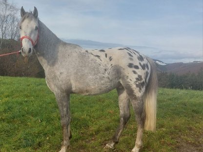 Tiger-Wallach Lipizzaner Welsh-Cob MIX