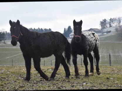 Tolle Noriker Hengstfohlen