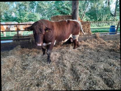 Genetisch hornloser Pinzgauer Stier aus Mutterkuhhaltung