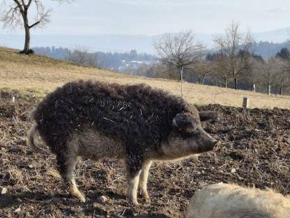 Mangalitza Eber