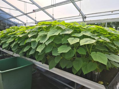 Paulownia Jungpflanzen