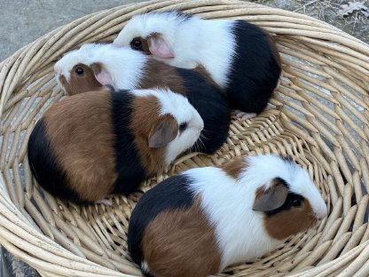 Crested Meerschweinchen