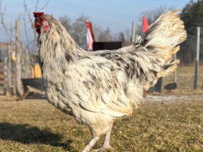 Lavender Araucana Hahn