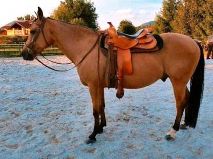 Quarterhorse Wallach Buckskin