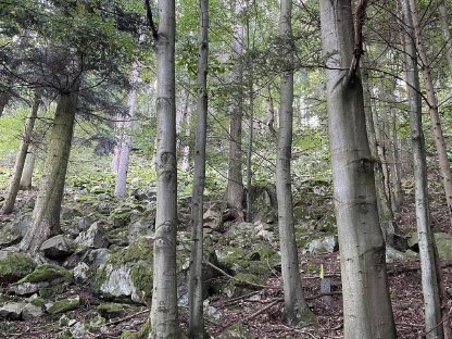 Wald im Kremstal zu kaufen